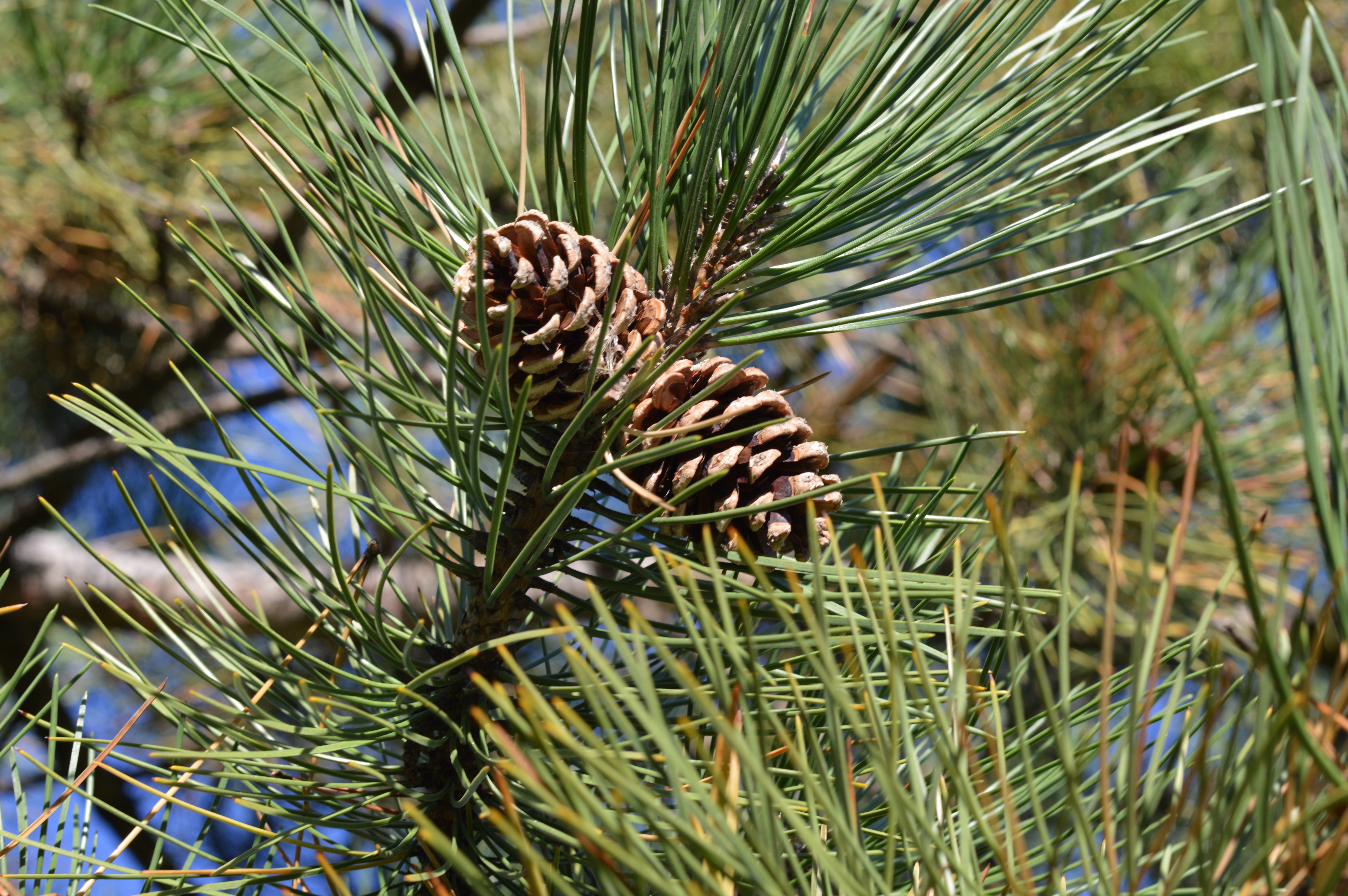 Хвойные сосновые. Pinus pinea шишки. Лиственницы, сосны (Pinus Sylvestris). Шишка сосны Pinus lambertiana. Сосна Пицундская шишки.