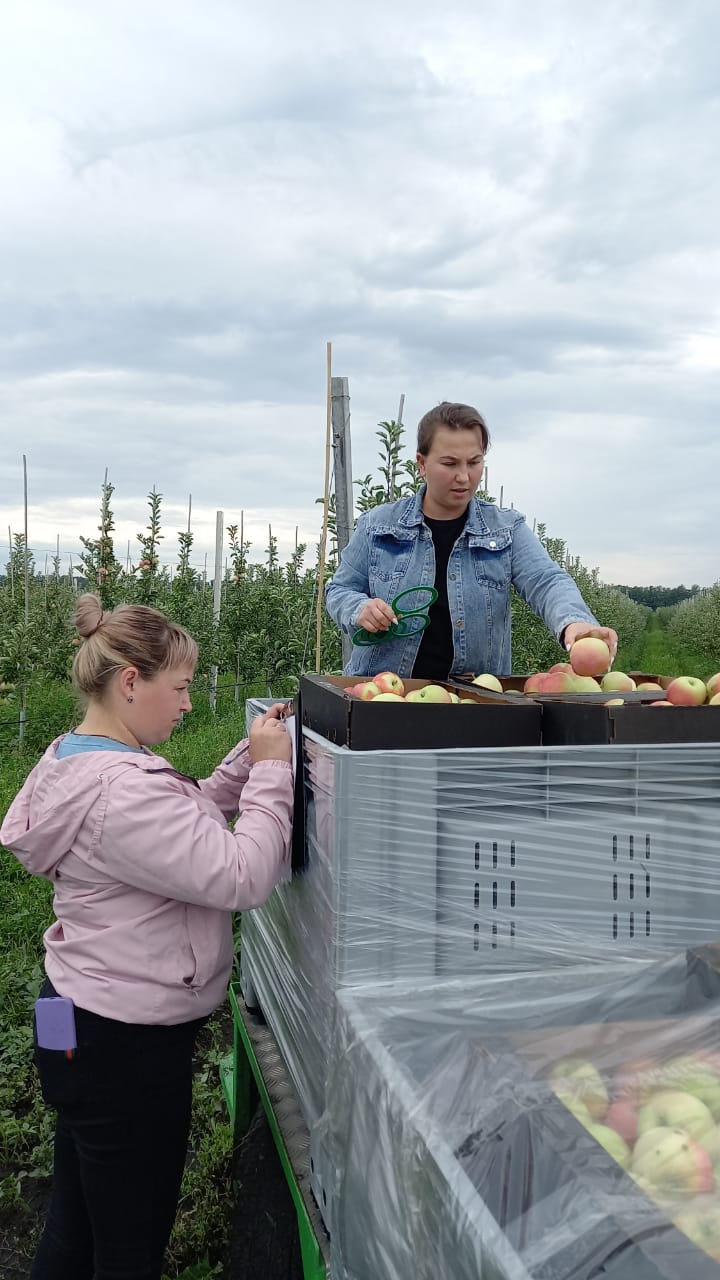 В Новом Осколе начался сбор урожая яблок | 08.08.2022 | Белгород -  БезФормата